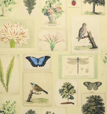  John Derian - Flora and Fauna - PJD6001/01 Parchment