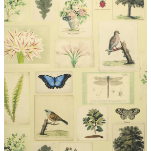  John Derian - Flora and Fauna - PJD6001/01 Parchment