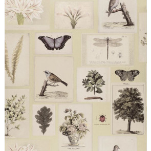  John Derian - Flora and Fauna - PJD6001/03 Canvas